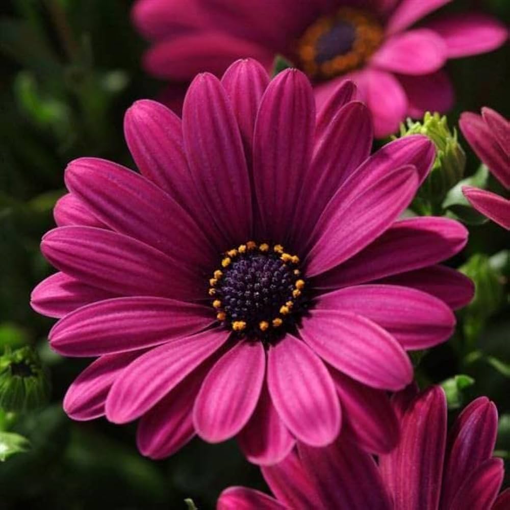 Osteospermum Ecklonis flower seeds