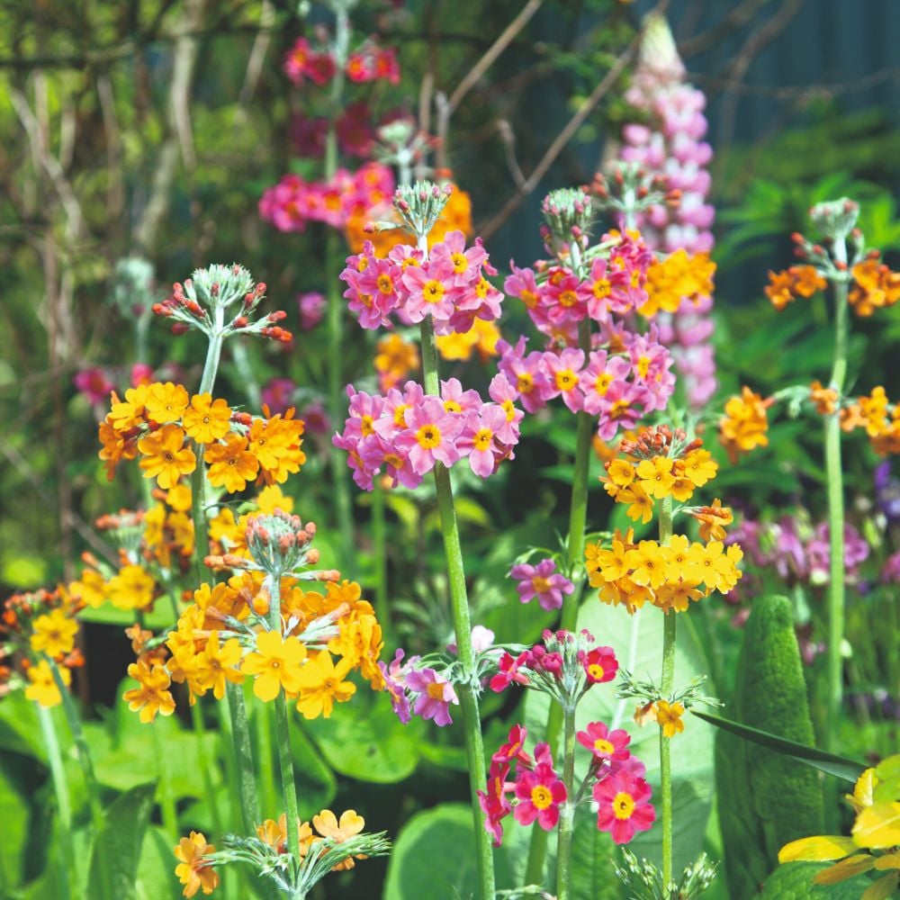 Primula Bulleyana flower seeds