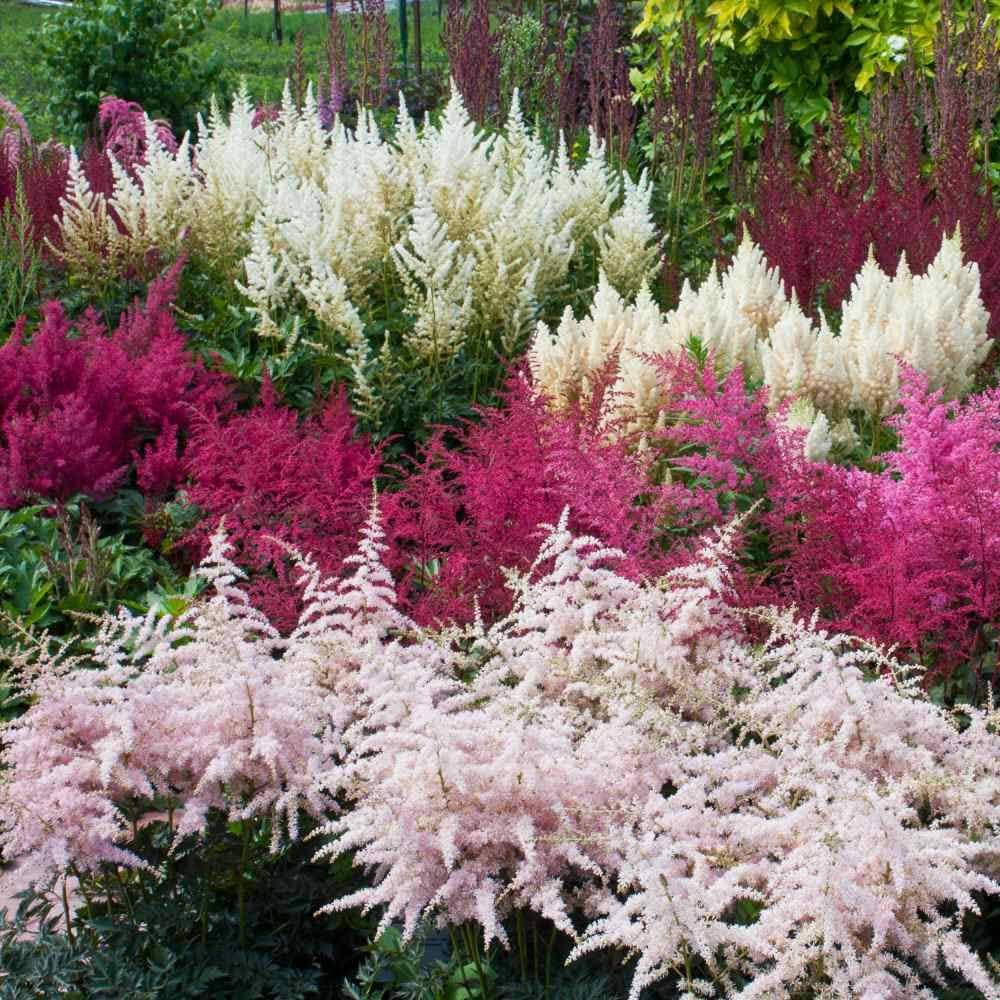 Arendsii Astilbe flower seeds