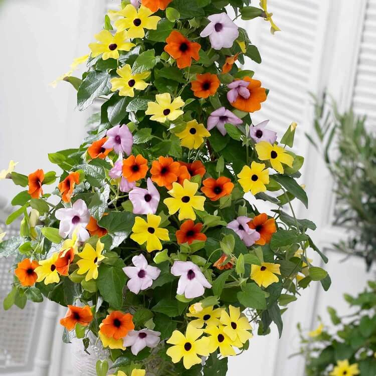 Mixed Color Thunbergia plant