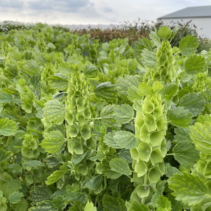 Moluccella Laevis flower seeds