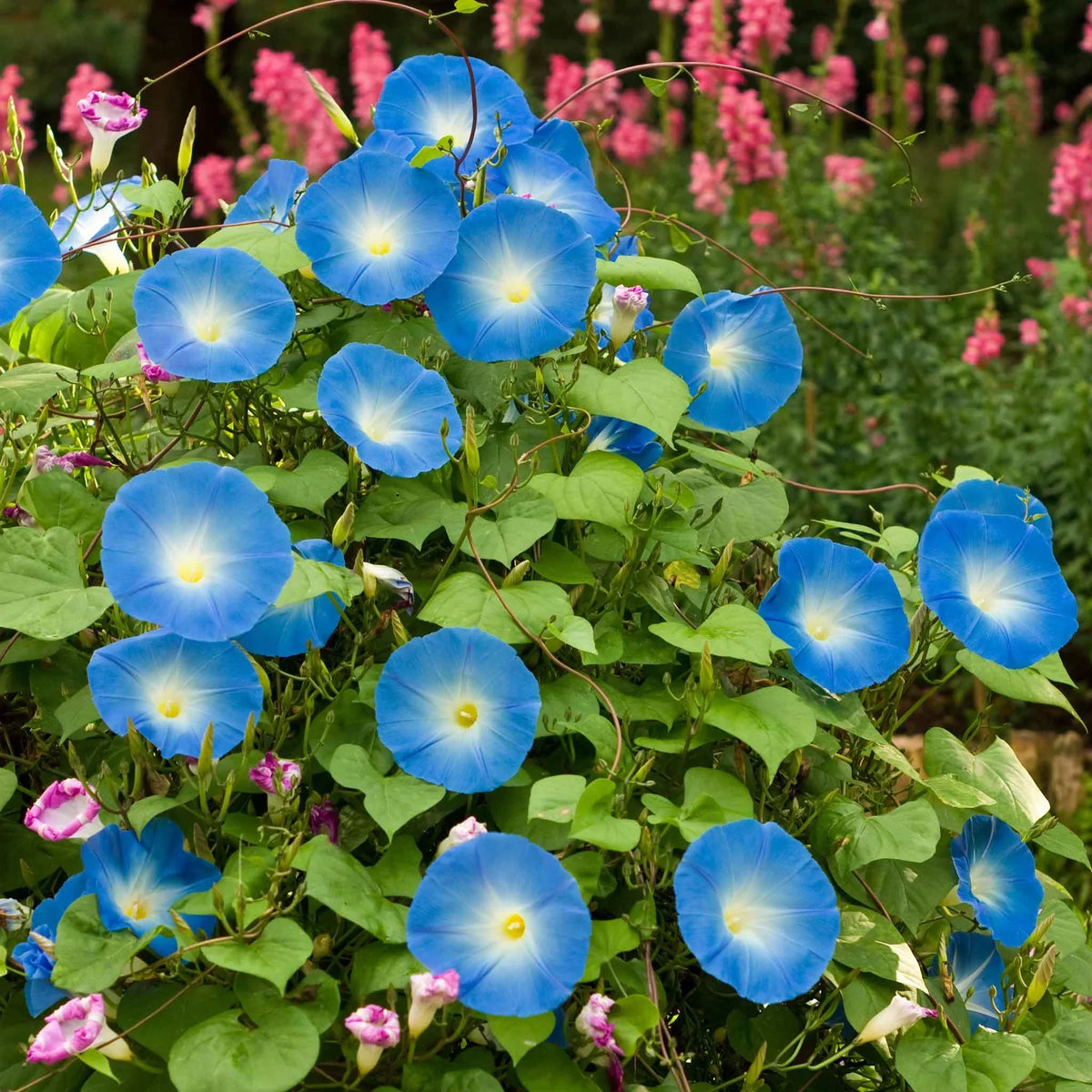 Ackerwinde Morning Glory plant