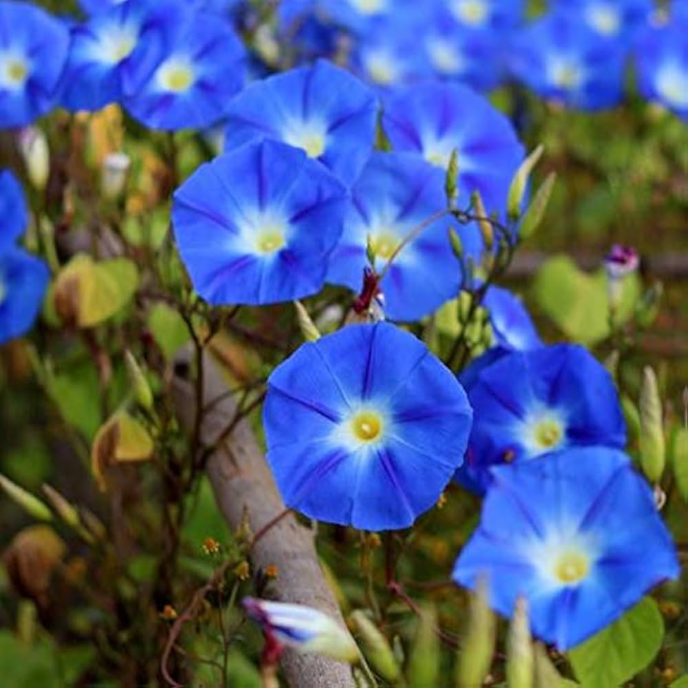 Ackerwinde Morning Glory plant