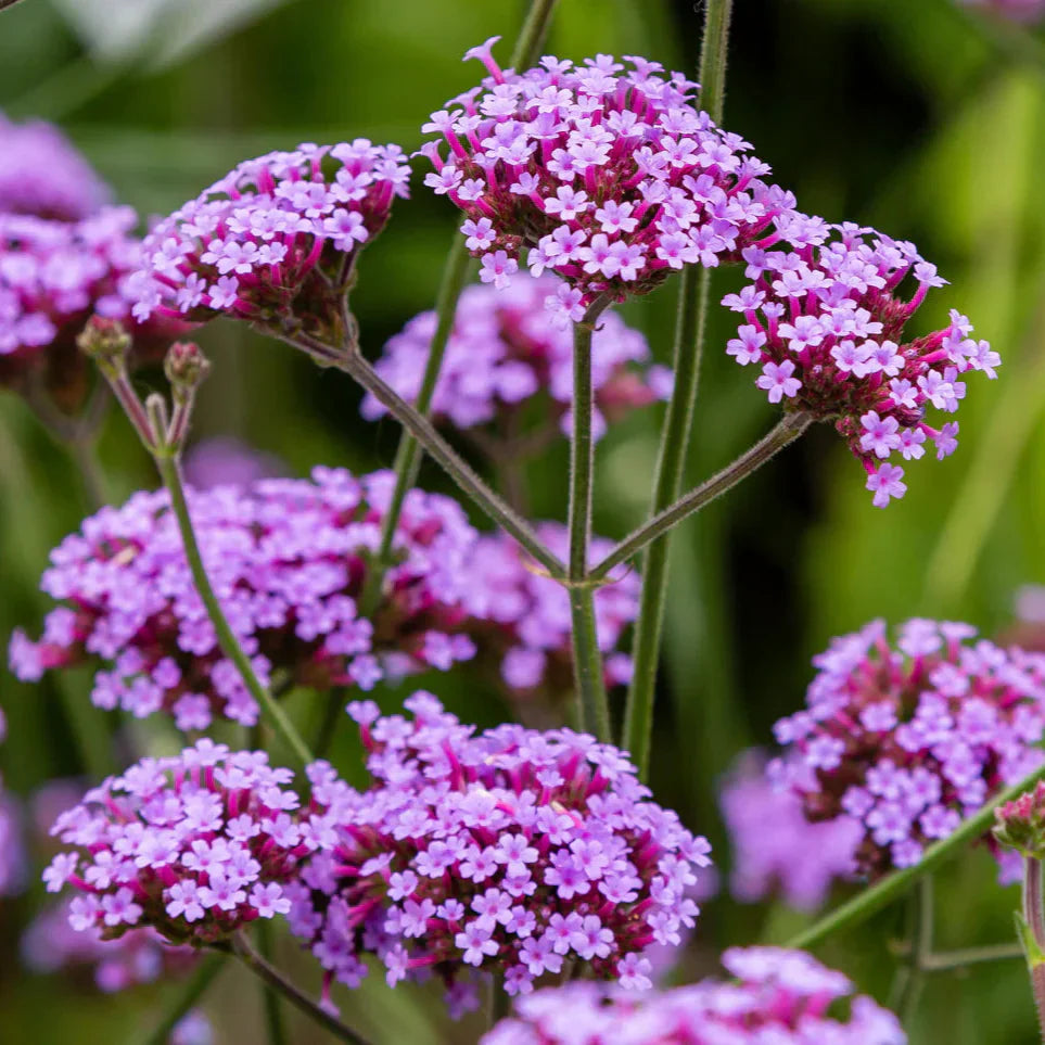 Violet Moss flower seeds