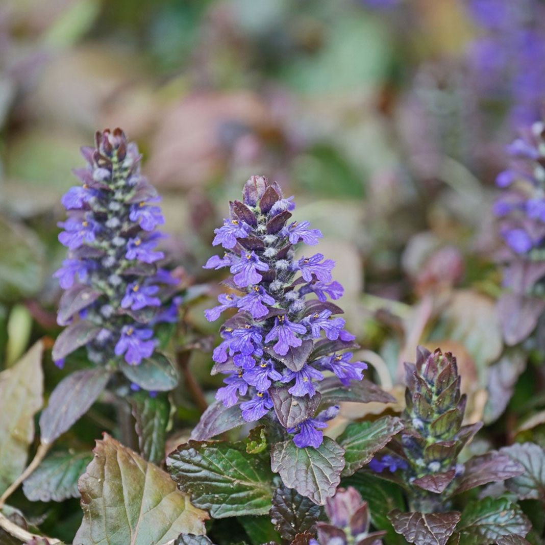 Ajuga Reptans flower seeds