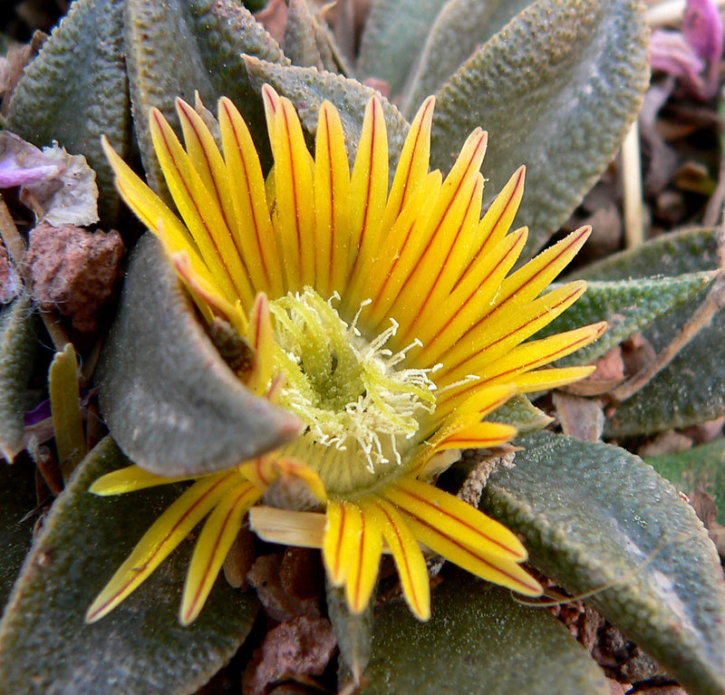 Yellow Nananthus Flower Seeds for Planting – Heirloom Non-GMO Garden Seeds