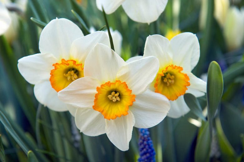 White Yellow flower seeds