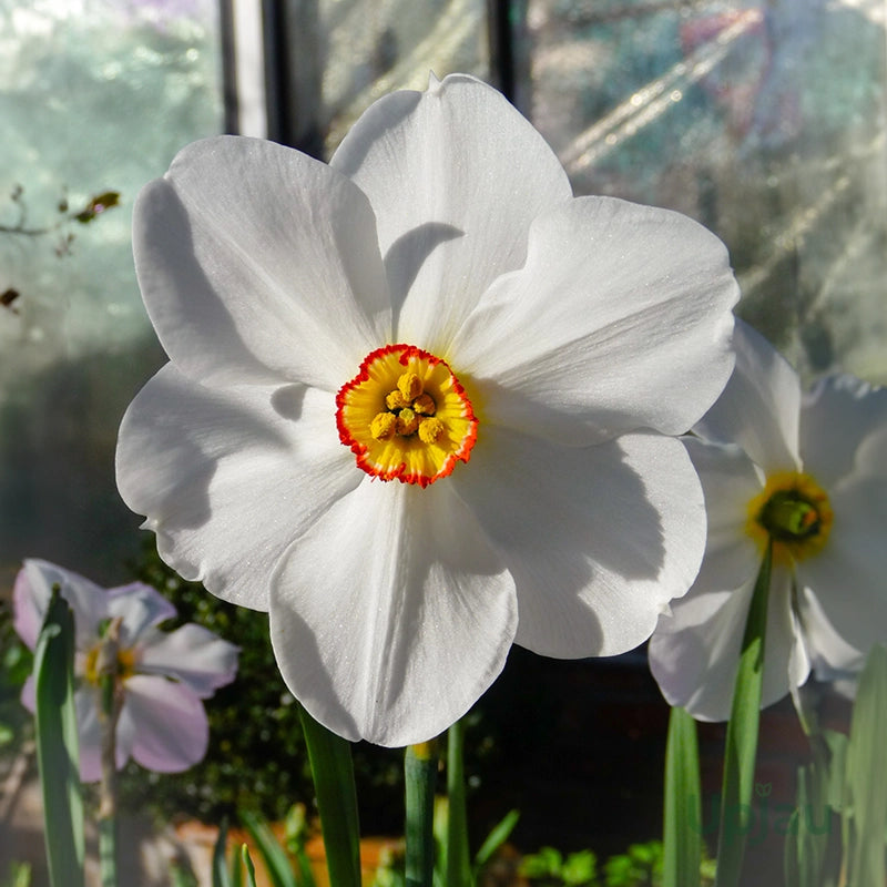 Narcissus flower seeds