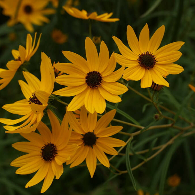 Narrowleaf Sunflower plant