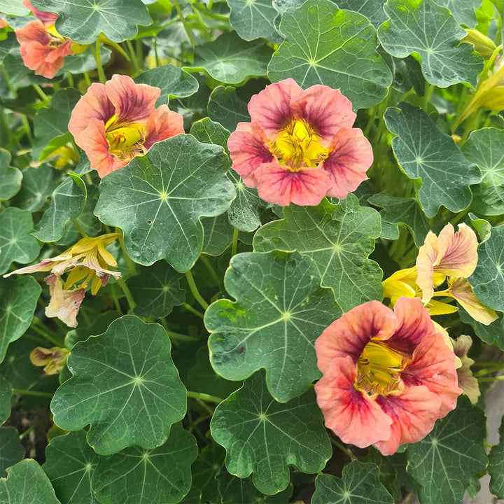 Burgundy Nasturtium flower seeds