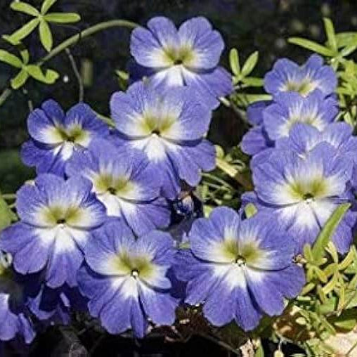 Blue Nasturtium plant