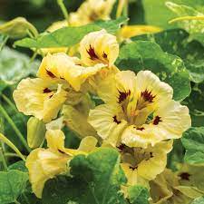 Cream Nasturtium plant