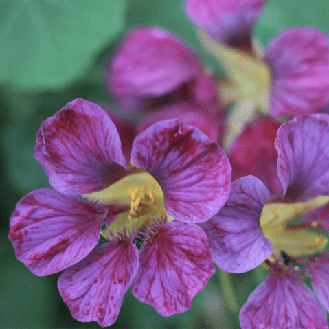 Purple Nasturtium plant