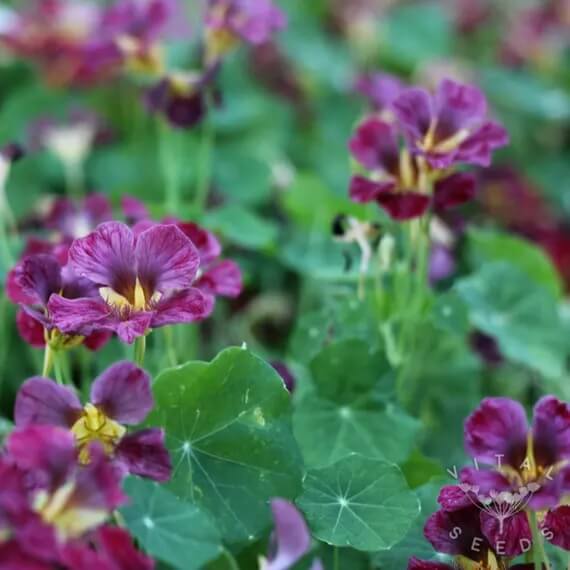 Purple Nasturtium plant