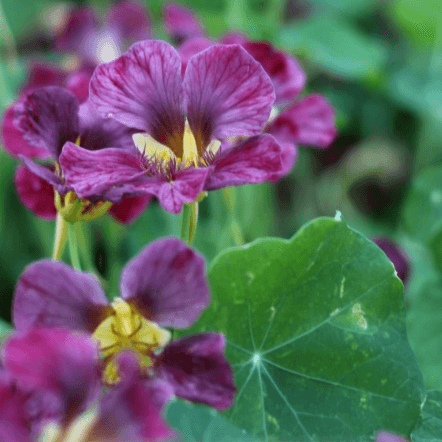 Purple Nasturtium plant