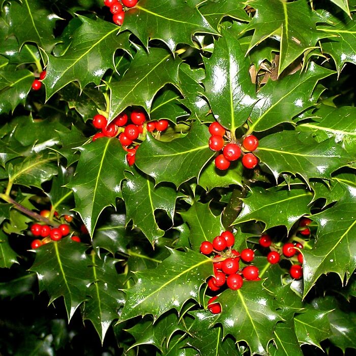 Native Holly plant
