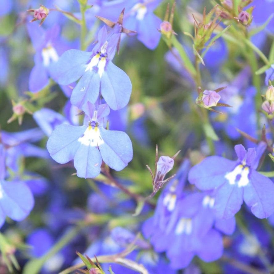 Compact Lobelia plant