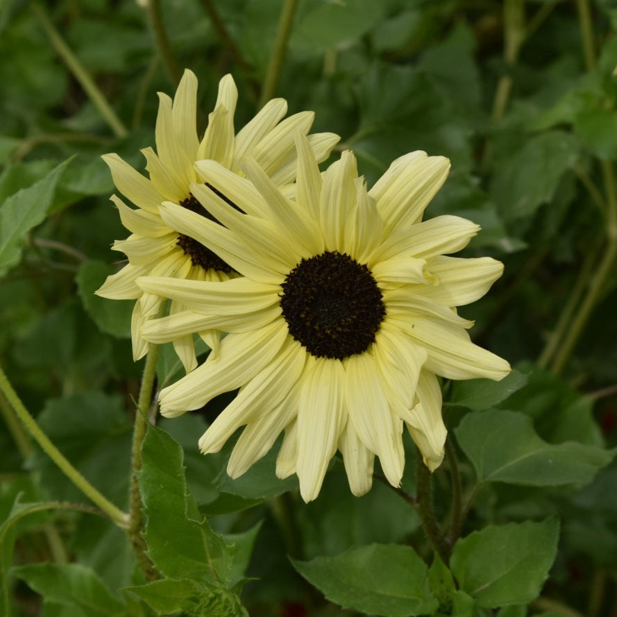 Cream Sunflower plant