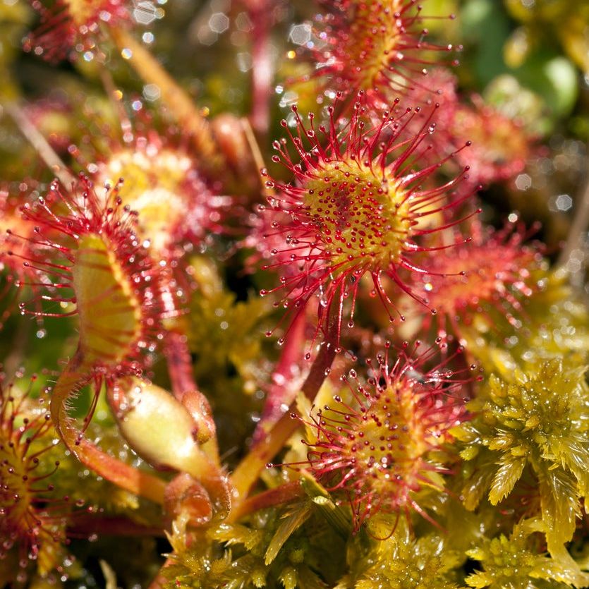 Sundew flower seeds
