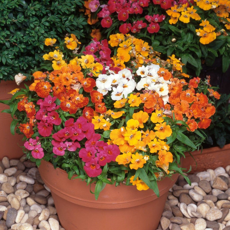 Nemesia Flower Seeds for Planting – Heirloom Non-GMO Garden Seeds