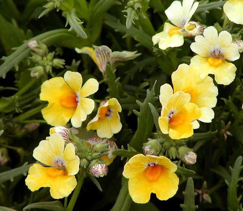 Yellow Nemesia flower seeds