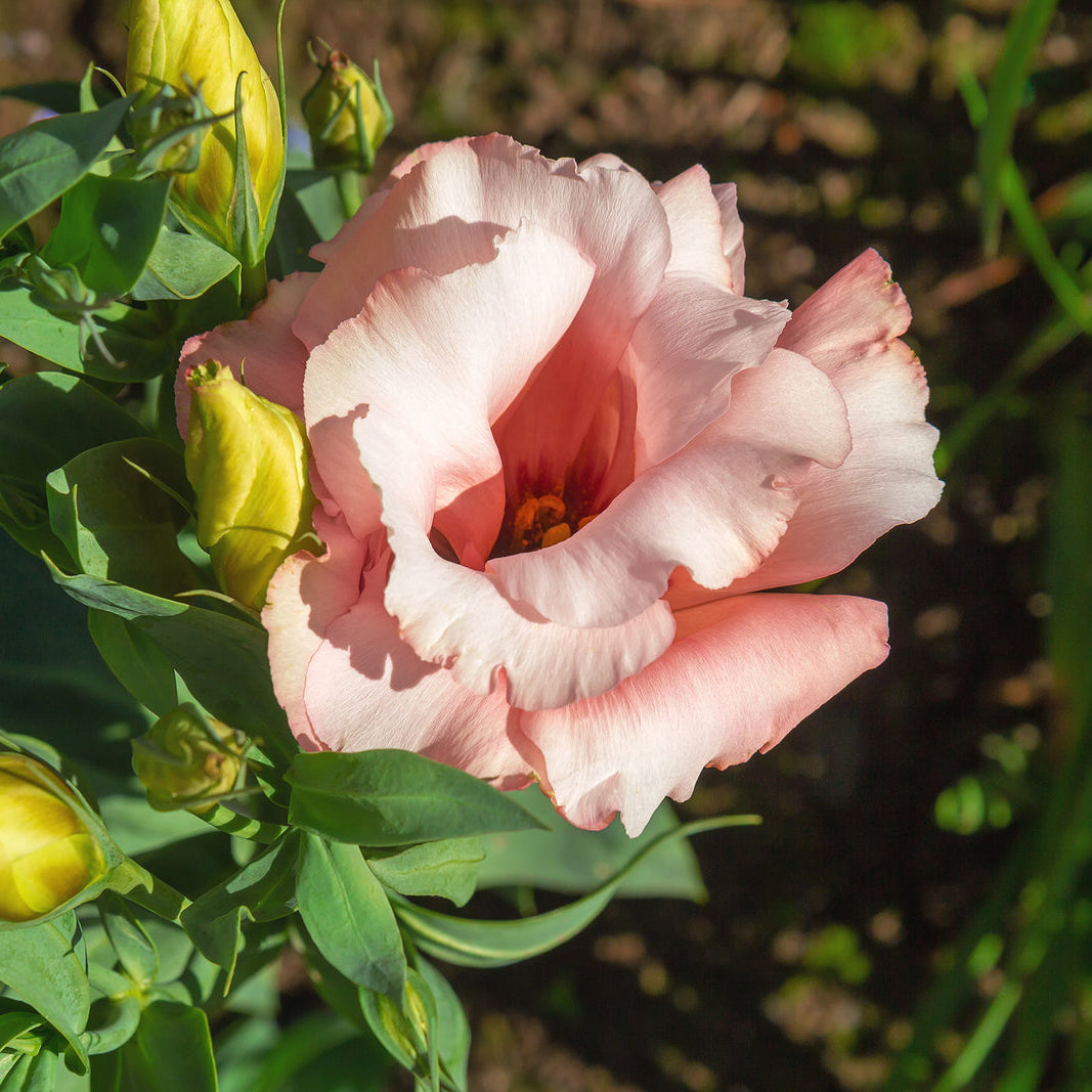 Light Pink flower seeds