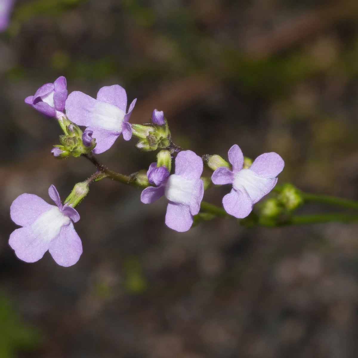 Linaria Canadensis Toadflax plant