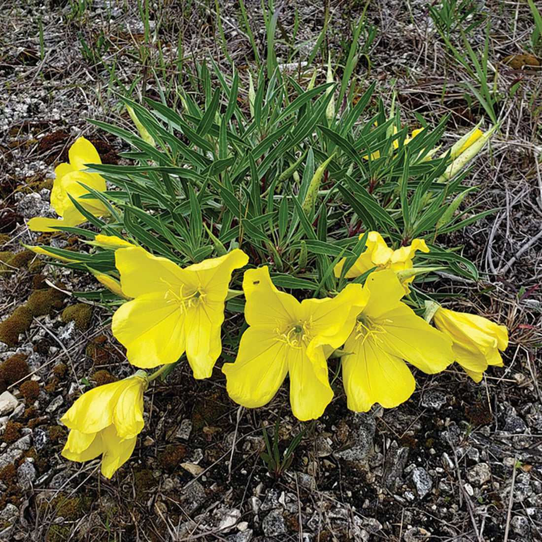 Oenothera Missouriensis flower seeds