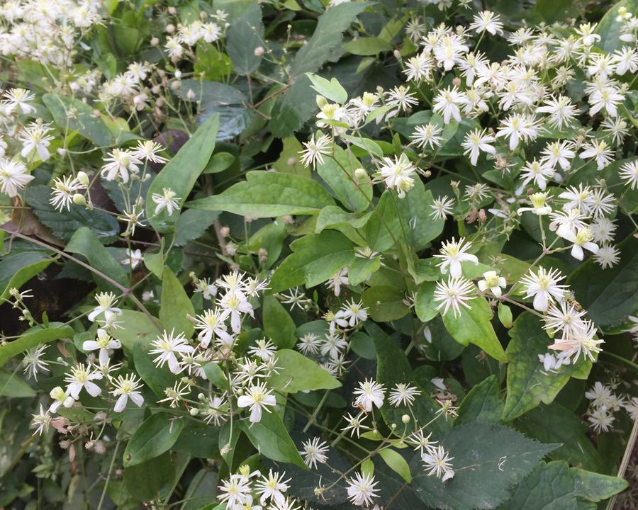 Old Man'S flower seeds