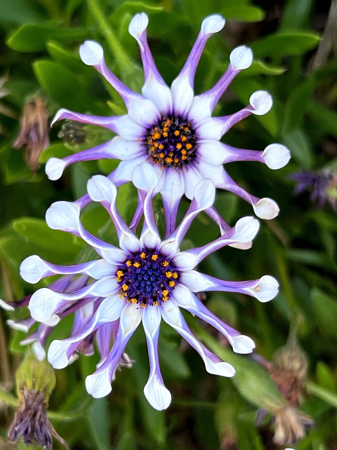 White Purple flower seeds