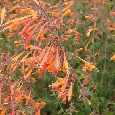 Orange Agastache flower seeds