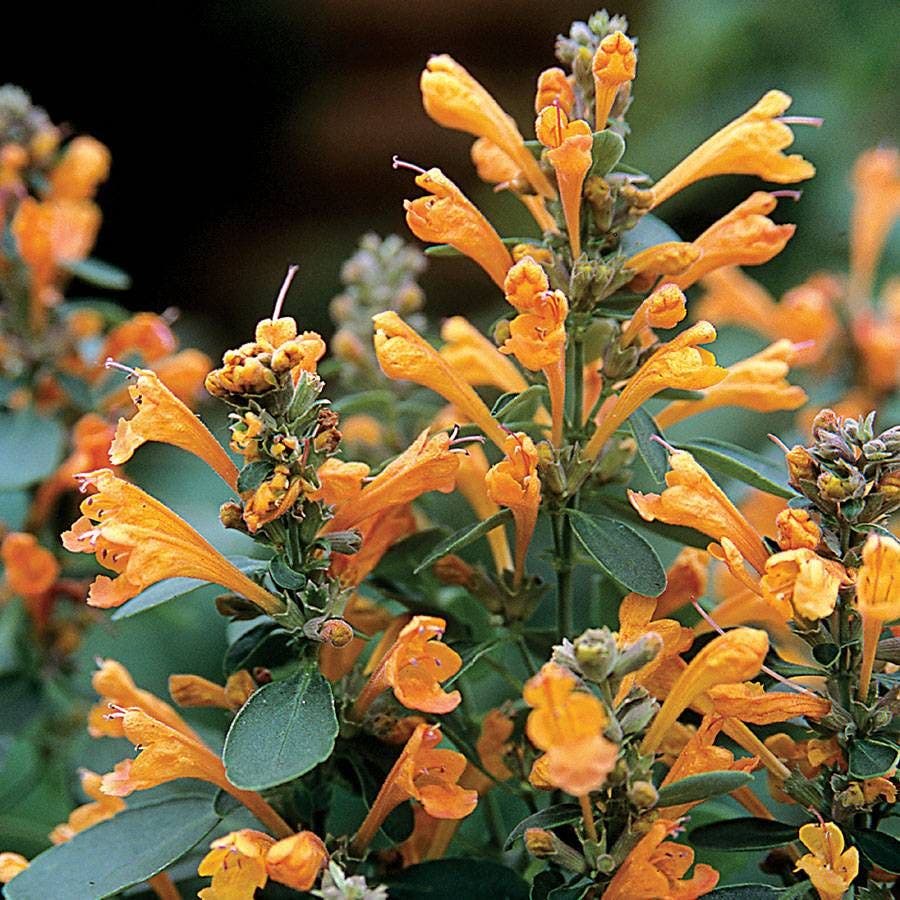 Orange Agastache flower seeds