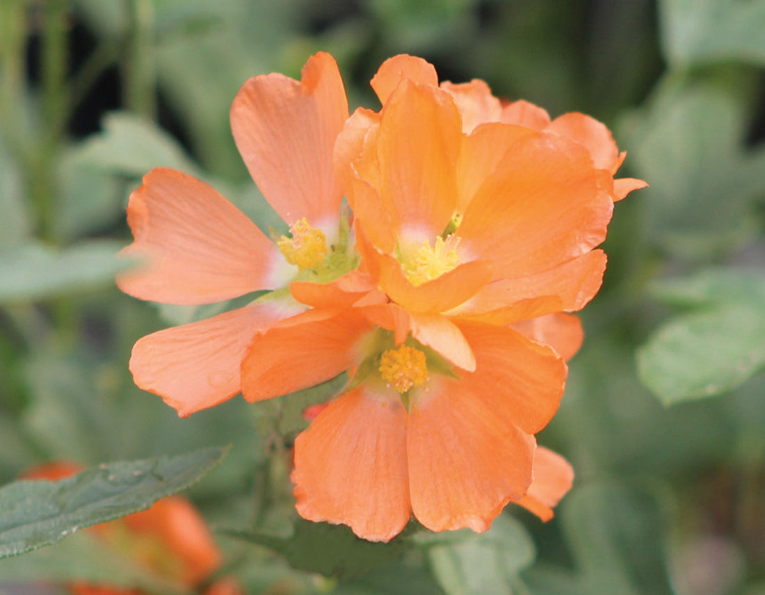 Orange Sphaeralcea flower seeds