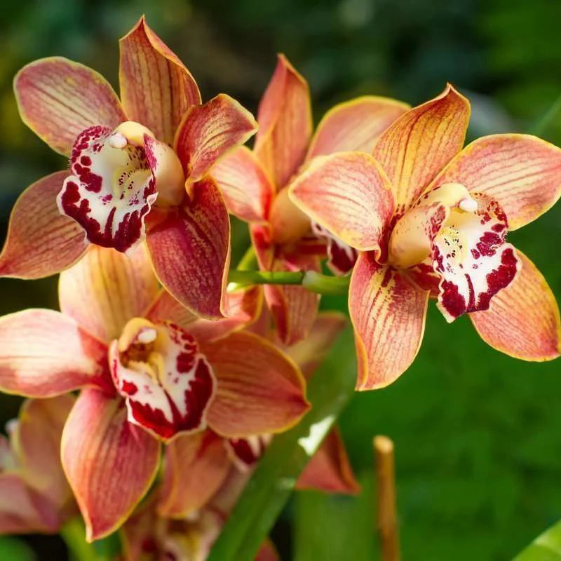 Orange Cymbidium flower seeds