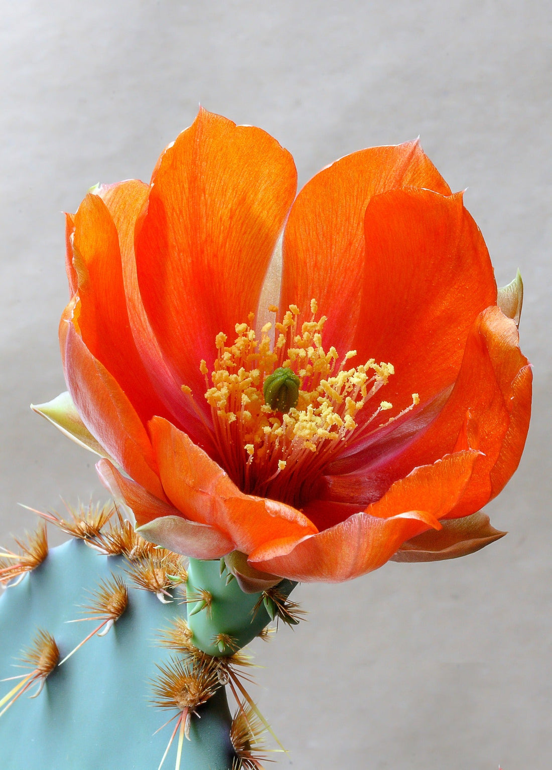 Orange Opuntia flower seeds