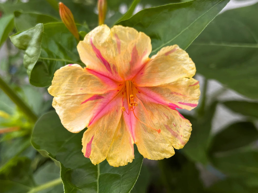 Orange Pink flower seeds