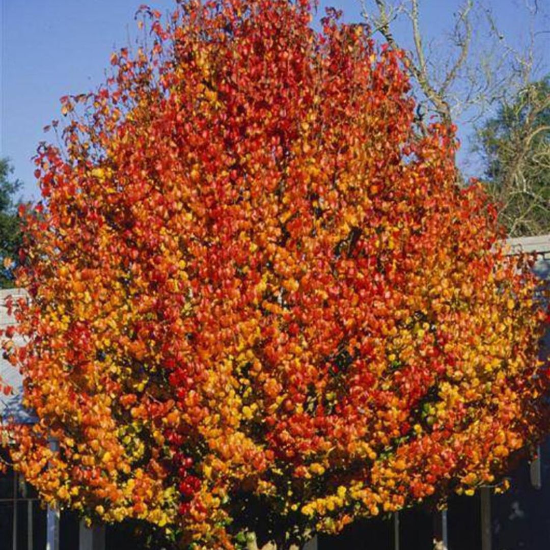 Orange Pyrus flower seeds