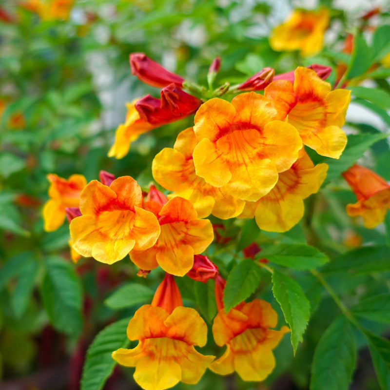Orange Tecoma flower seeds