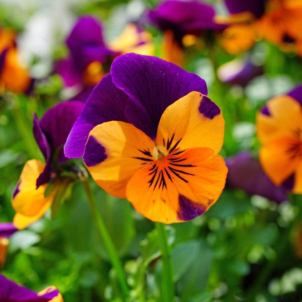 Orange Violet flower seeds