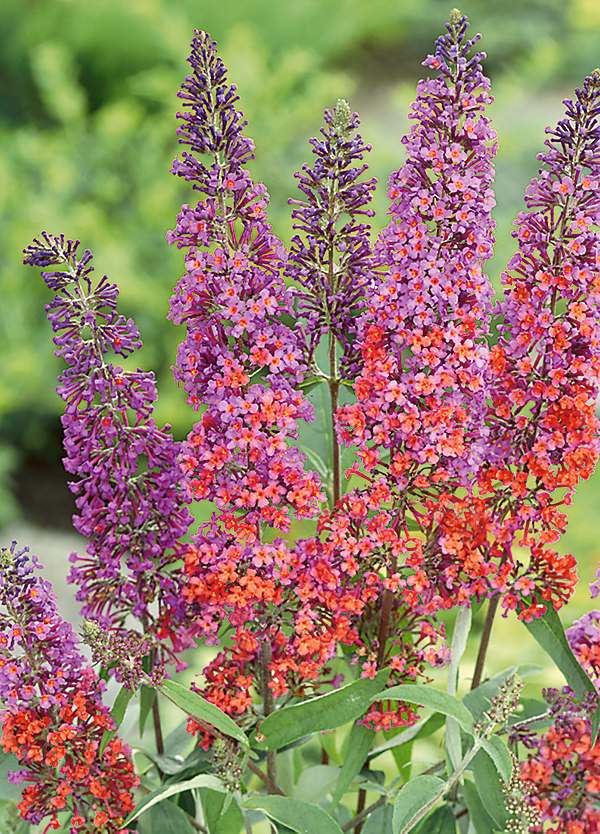 Orange Pink flower seeds