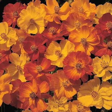 Orange Cosmos flowers blooming in a sunny home garden