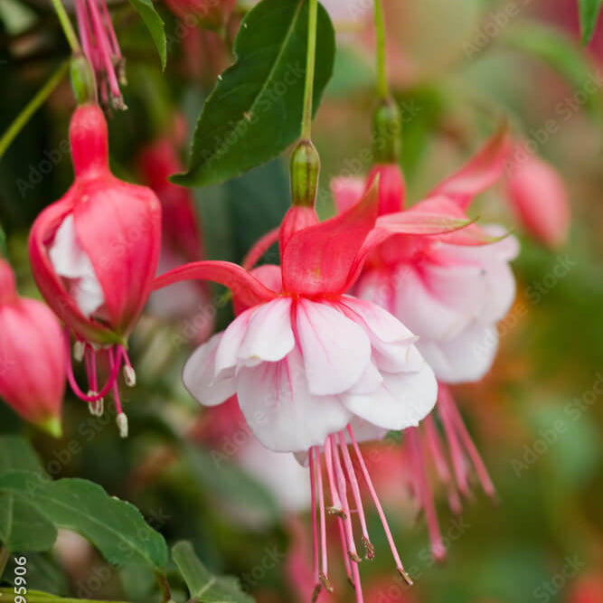 Orange Mix Fuchsia plant