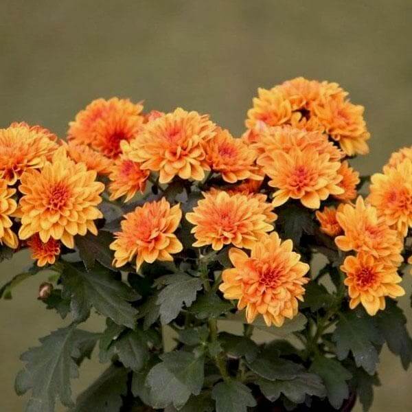 Orange Wildflower Chrysanthemum plant