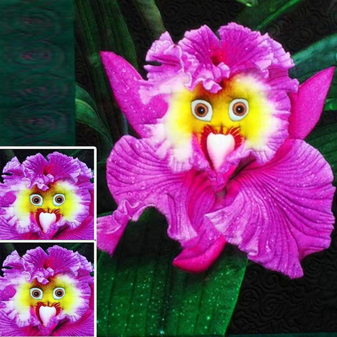 Baby Face flower seeds