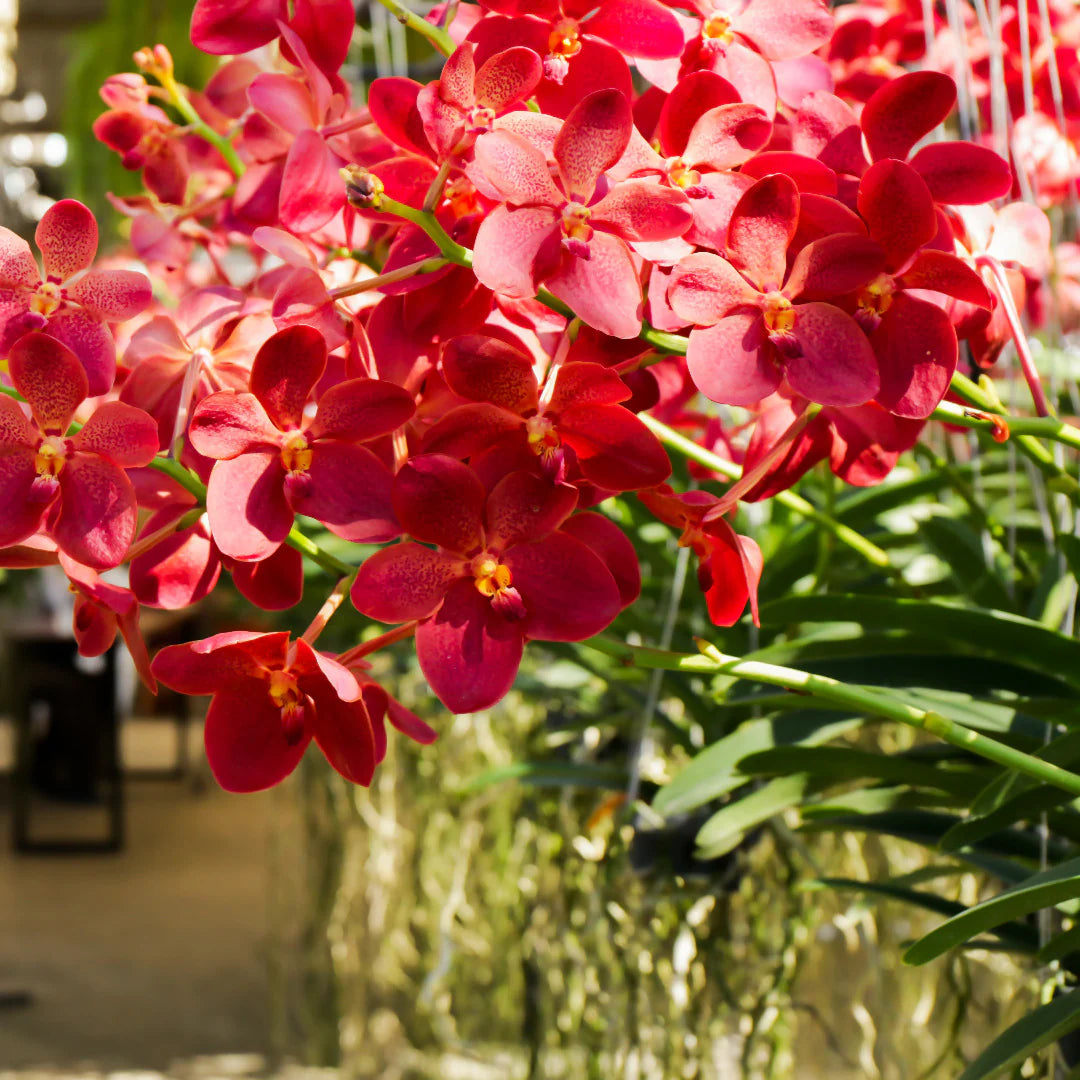 Light Red flower seeds