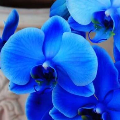 Blue Butterfly Orchid plant