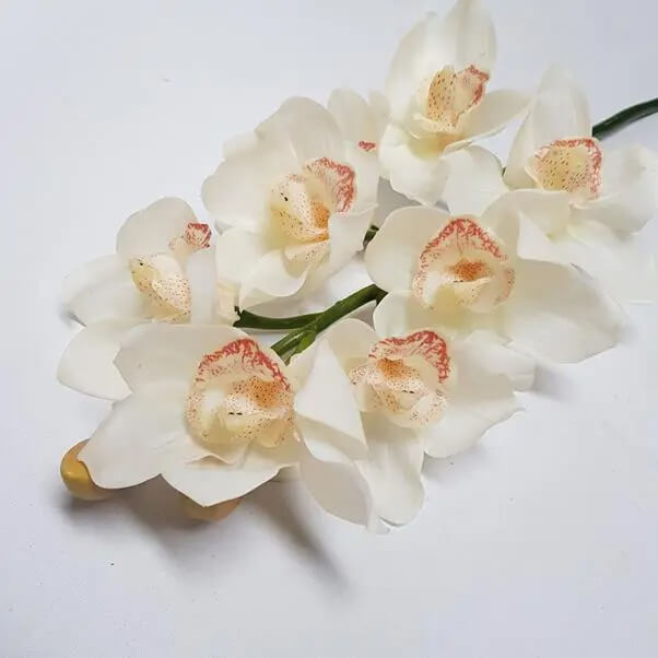 Cream Cymbidium Orchid plant