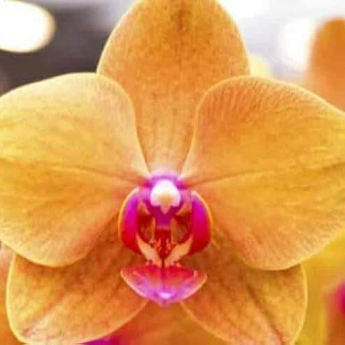 Yellow Phalaenopsis Orchid plant