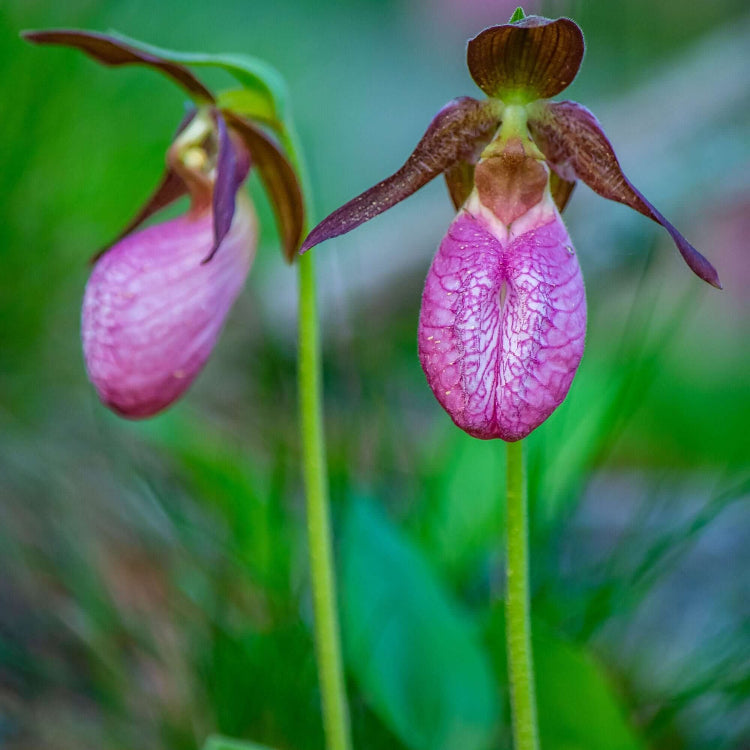 Lady's Slipper Orchid plant
