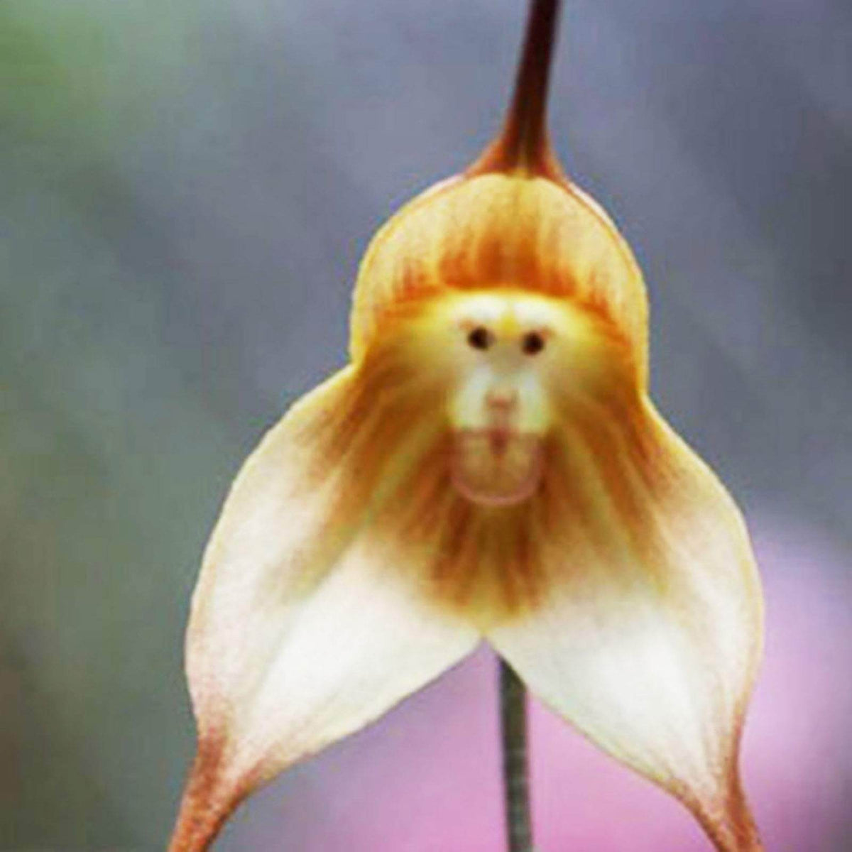 Brown Monkey Orchid plant